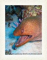 Giant Moray2